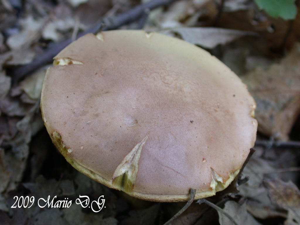 Boletus da determinare >>> n�4